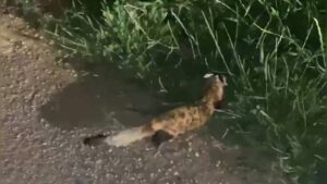 Şanlıurfa’da Otomobilden nesli tükenme tehlikesi altındaki alacasansar çıktı