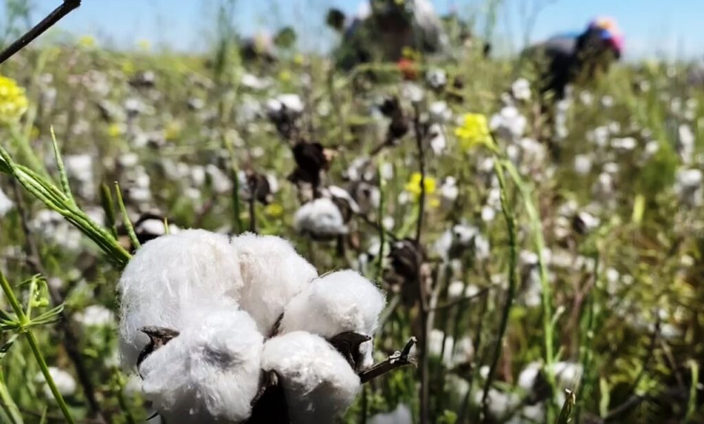 Şanlıurfa’da Ramazan ayında “Beyaz altın” mesaisi