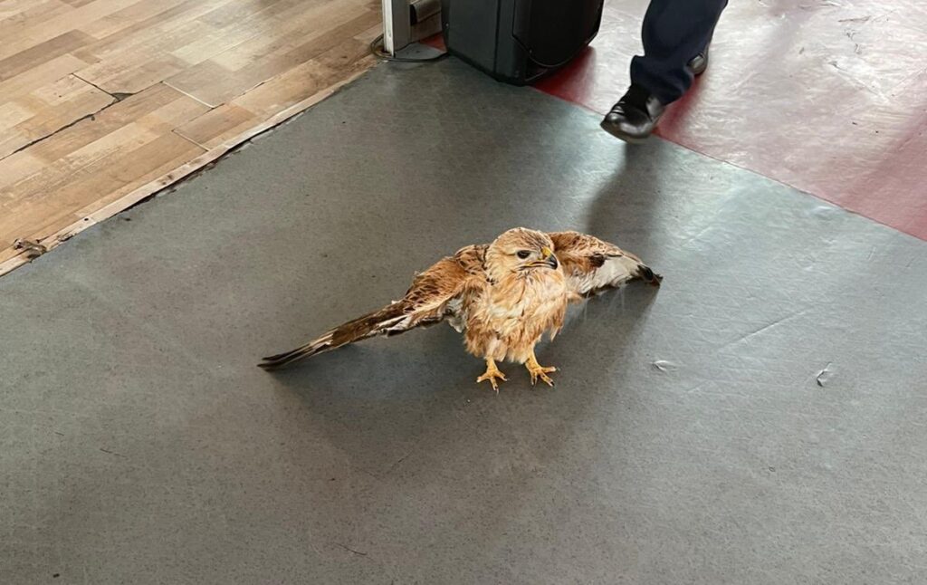 Şanlıurfa’da yaralı Kızıl Şahin tedavi altına alındı