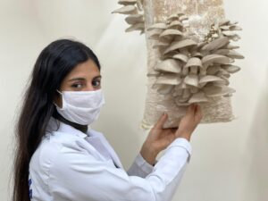 Siverek’te Öğrenciler ürettikleri istiridye mantarlarının hasadına başladı