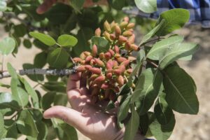 Şanlıurfa’da fıstığının “yok yılında” kalite kaybı beklenmiyor