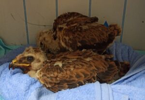 Şanlıurfa’da yaralı bulunan 6 yaban hayvanı tedavi altına alındı