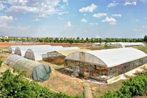 Coğrafi işaret tescilli “karagül”ün ömrü Harran Üniversitesinin çalışmasıyla uzayacak