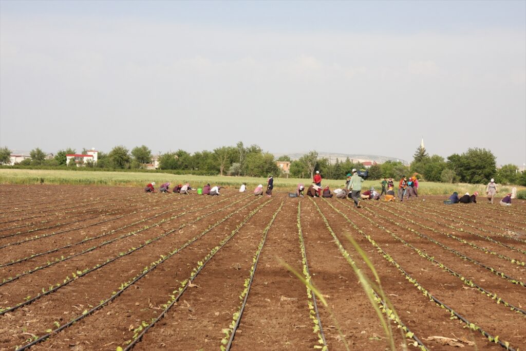 Tarım işçilerinin sıcak havada zorlu mesaisi