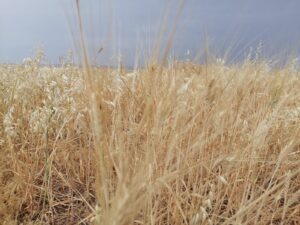 Kuraklıktan olumsuz etkilenen çiftçilere ödemeler yapılacak