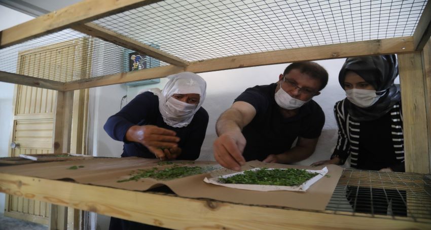 Şanlıurfa’da ipekböcekçiliği için çiftçiye destek sürüyor