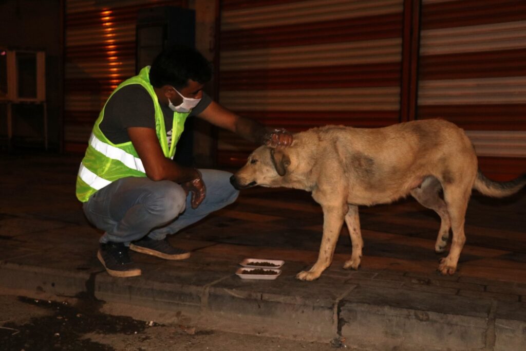 Akçakale Belediyesi sokaktaki canlara sahip çıktı