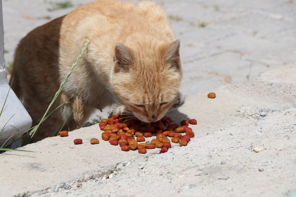 Bozova’da sokak hayvanları unutulmadı