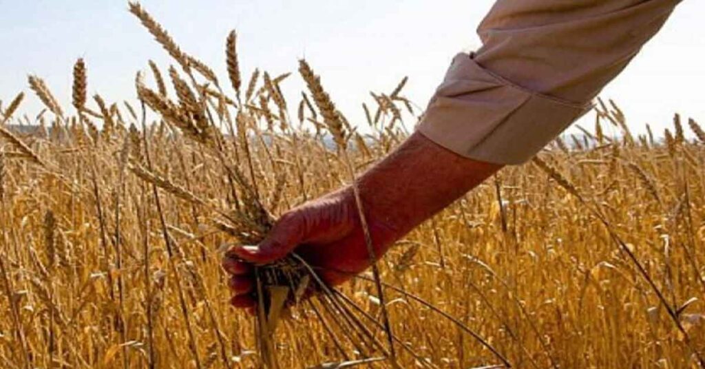 Urfalı Çiftçilerin Başı DSİ ile Dertte! Suları Kesildi