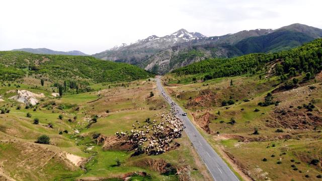 Şanlıurfa’dan On binlerce hayvanla Muş’a giden yetiştiriciler hayal kırıklığı yaşadı