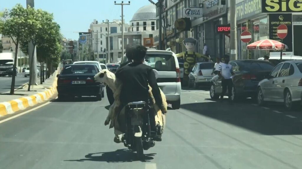 Şanlıurfa’da Koyunun motosikletle yolculuğu kamerada