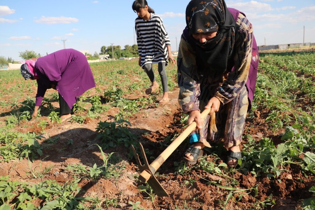 Şanlıurfa’da 40 derece sıcakta zorlu mesai