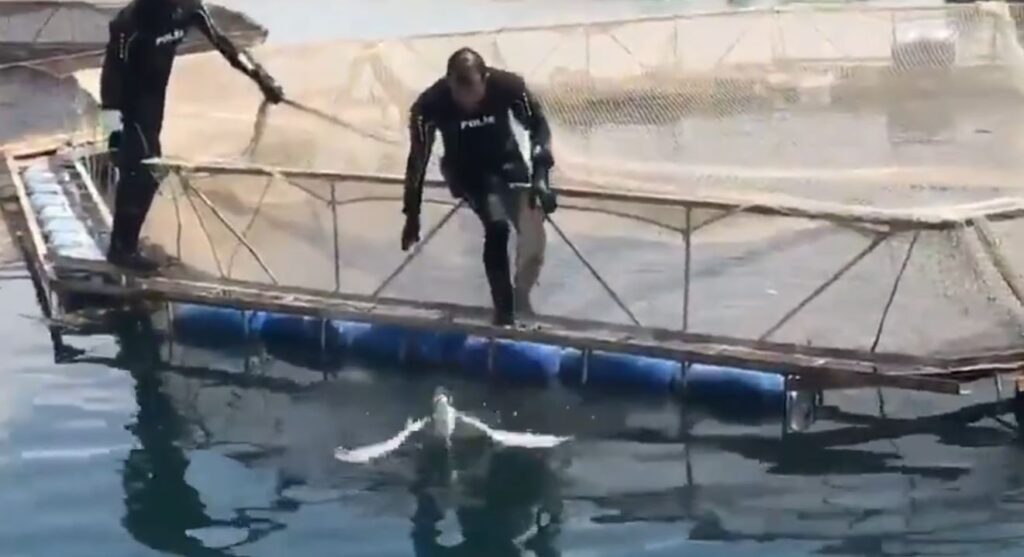 Şanlıurfa’da Dalgıç polisler bu kez bir kuşu kurtardı