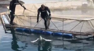 Şanlıurfa’da Dalgıç polisler bu kez bir kuşu kurtardı