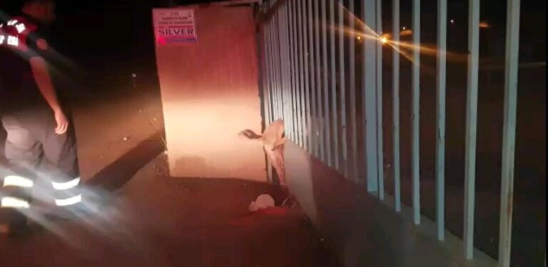 Şanlıurfa’da Kapının demir parmaklıklarına sıkışan köpeği itfaiye ekipleri kurtardı
