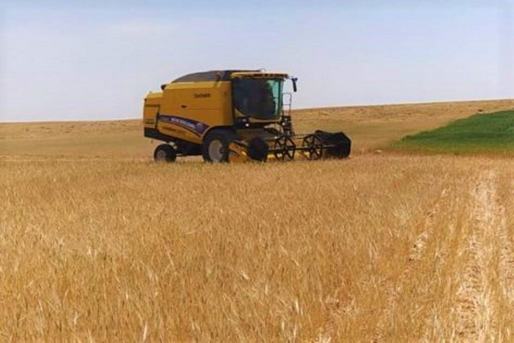 Şanlıurfa’da sezonun ilk arpa hasadı yapıldı