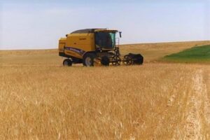 Şanlıurfa’da sezonun ilk arpa hasadı yapıldı