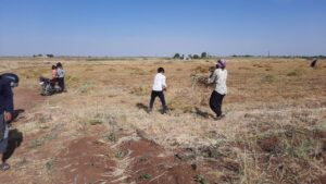 Şanlıurfa’da Toz fırtınası mercimek tarlasını vurdu