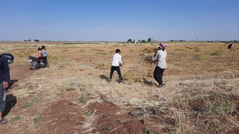 Şanlıurfa’da Toz fırtınası mercimek tarlasını vurdu