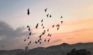 Şanlıurfa’da Vatandaşlar tam kapanmada zamanını damda kuşlarla geçiriyor