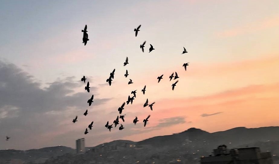 Şanlıurfa’da Vatandaşlar tam kapanmada zamanını damda kuşlarla geçiriyor