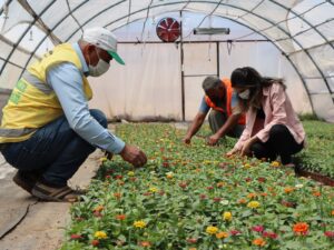 Şanlıurfa’da yetiştirilen çiçekler park ve caddelere dikiliyor