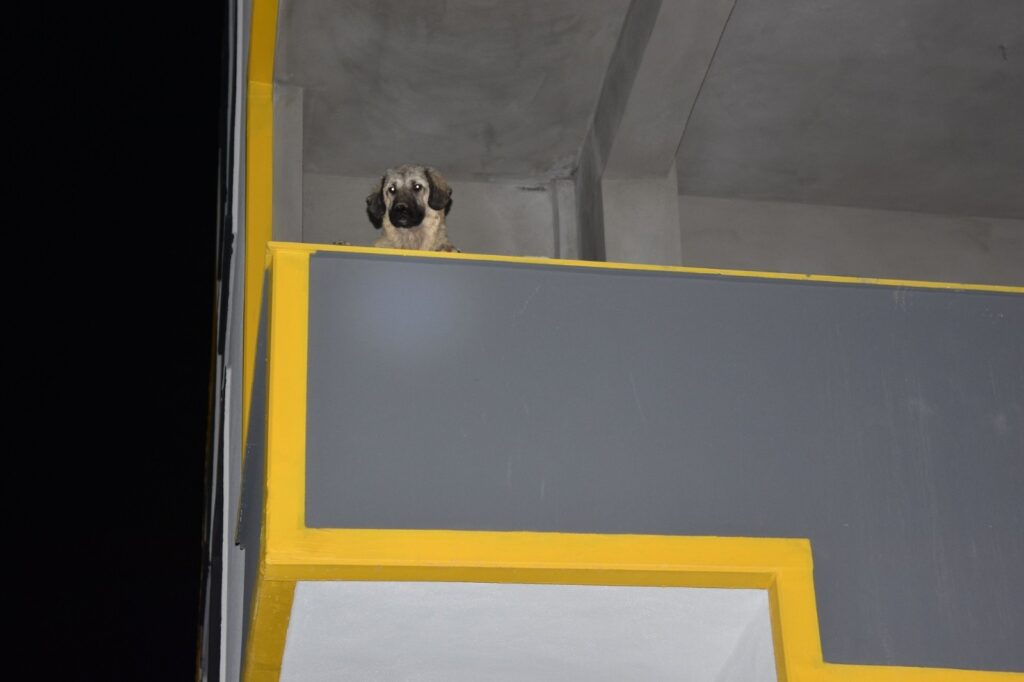 Siverek’te inşatta mahsur kalan köpek itfaiye ekiplerince kurtarıldı