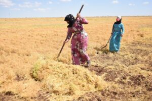 Siverek’te mercimek hasadına başlandı