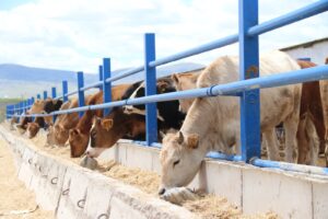 Satılamayan kurbanlıklar Et ve Süt kurumu tarafından alınacak!