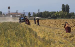 Şanlıurfa’da kırmızı mercimek üreticisi bu yıl beklediğini alamadı