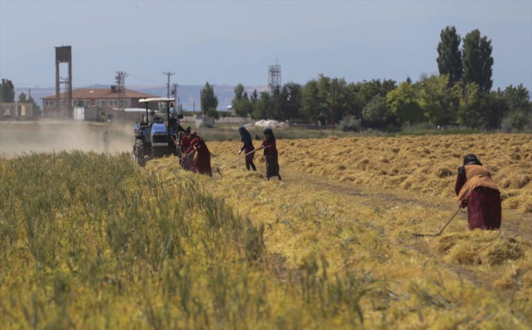 Şanlıurfa’da kırmızı mercimek üreticisi bu yıl beklediğini alamadı