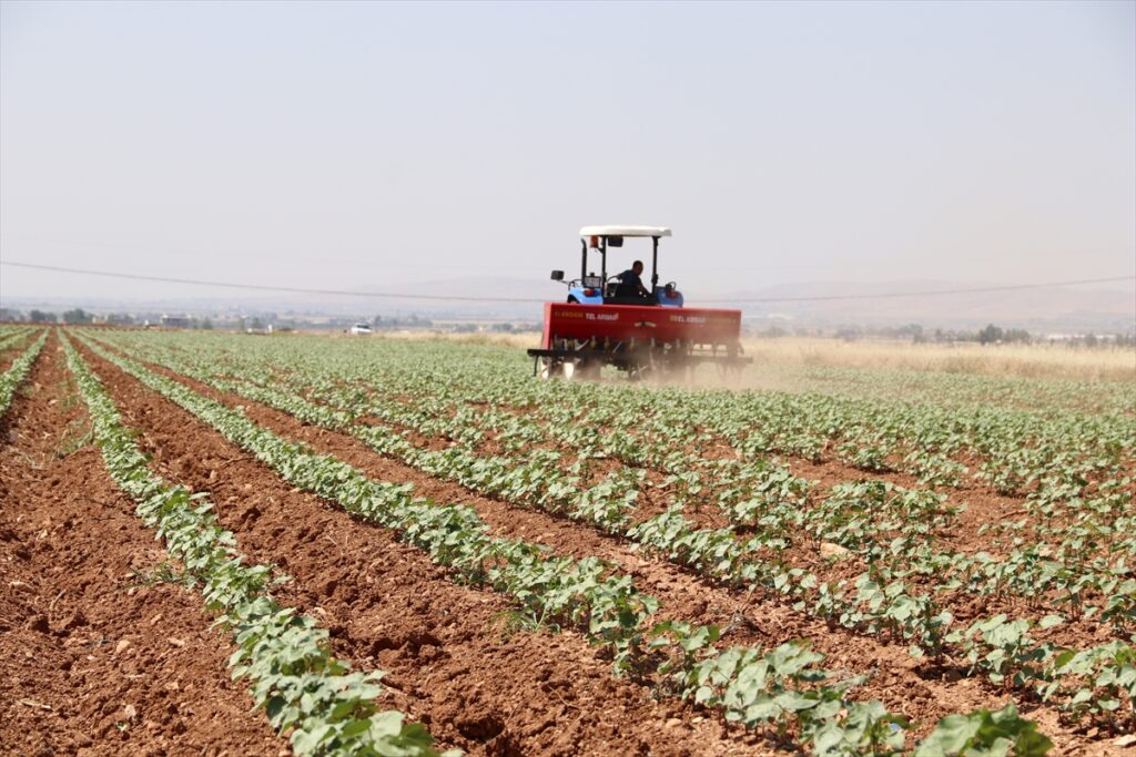 Şanlıurfa’da Dijital takiple pamukta giderler azaldı, verim arttı