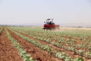 Şanlıurfa’da Dijital takiple pamukta giderler azaldı, verim arttı