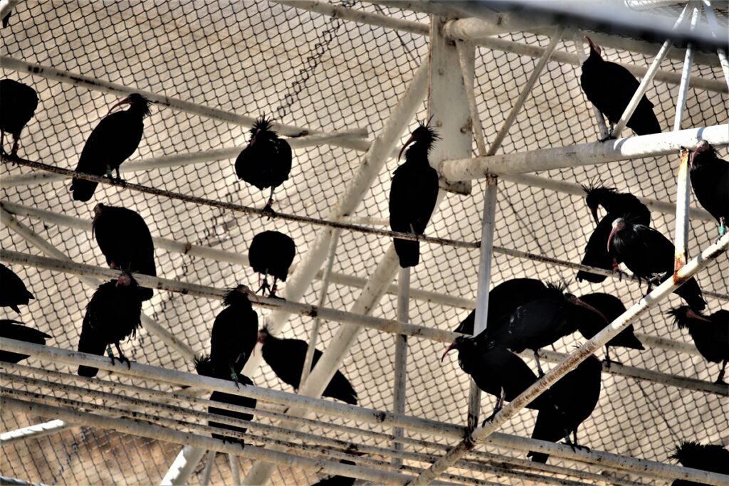 Şanlıurfa’da Koruma altındaki kelaynakların yavru sayısında rekor artış