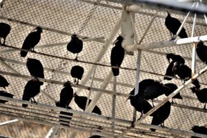 Şanlıurfa’da Koruma altındaki kelaynakların yavru sayısında rekor artış