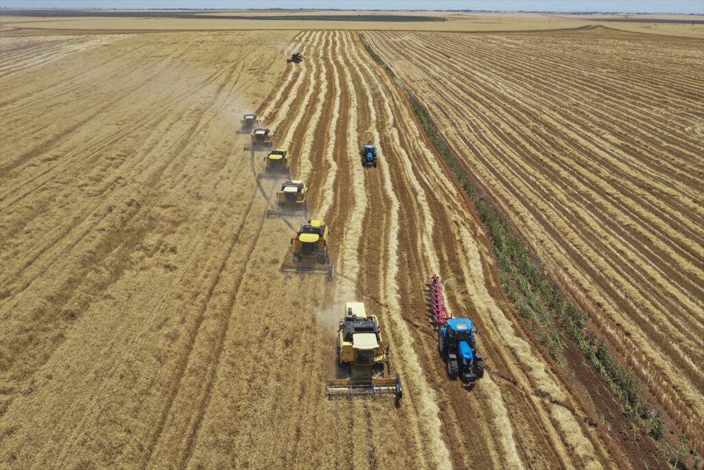 Türkiye’nin en büyük tarım işletmesinde yerli tohumluk buğdayın hasadı başladı