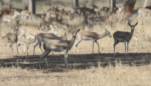 Ceylanpınar’da koruma altındaki ceylanların sayısı artıyor