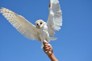 Şanlıurfa’da yaralı bulunan peçeli baykuş korumaya alındı