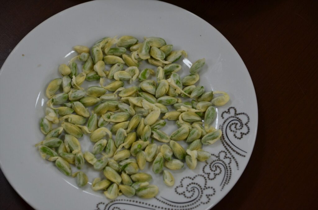 Antep fıstığında ilk hasada altın ödülü