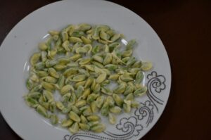 Antep fıstığında ilk hasada altın ödülü