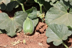 Viranşehir’in “şelengo”su tescillenerek koruma altına alındı