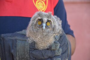 Şanlıurfa’da kulaklı orman baykuşu yavrusu koruma altına alındı
