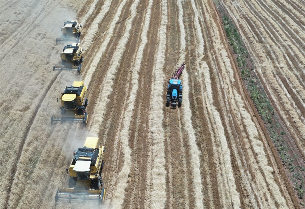 Ceylanpınar Tarım İşletmesi’nde hasat ve ekim bir arada
