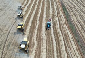 Ceylanpınar Tarım İşletmesi’nde hasat ve ekim bir arada