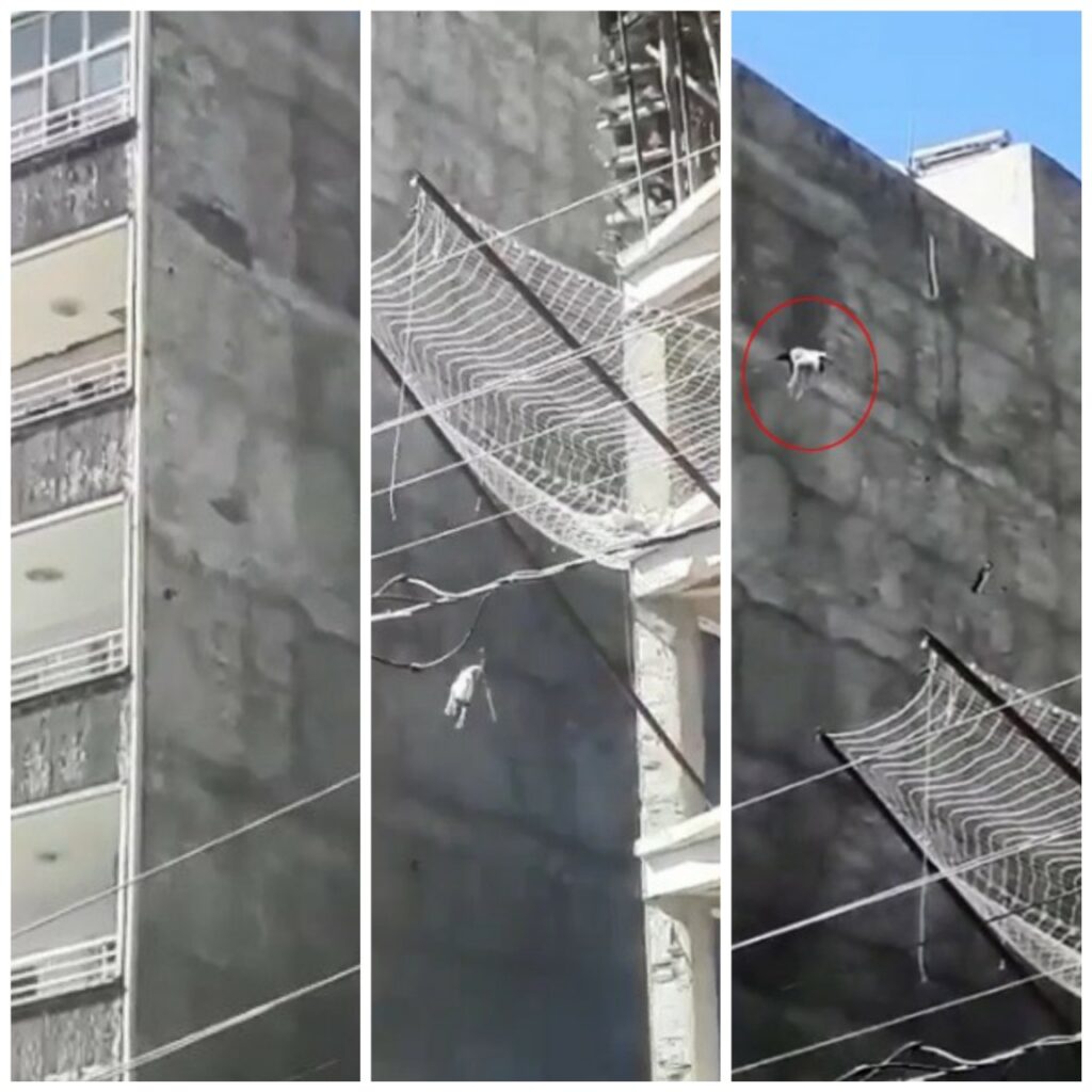 Şanlıurfa’da Çatıda mahsur kalan köpek yedinci kattan atladı