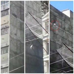 Şanlıurfa’da Çatıda mahsur kalan köpek yedinci kattan atladı