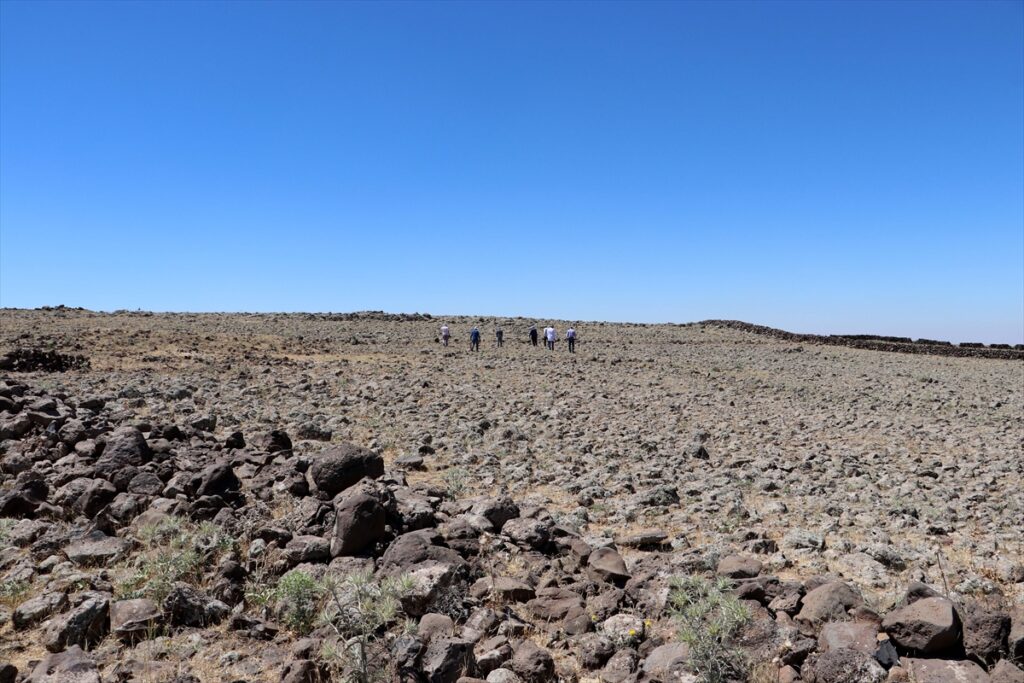 Karacadağ’da yabani buğday tohumlarının izini sürüyorlar