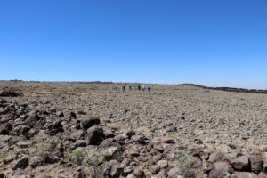Karacadağ’da yabani buğday tohumlarının izini sürüyorlar