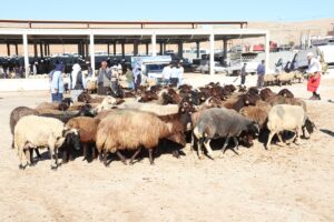 Şanlıurfa’da kurbanlıklar pazarda yeni sahiplerini bekliyor