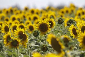 Ceylanpınar Tarım İşletmesi’nde ayçiçeğinde 18 bin ton rekolte bekleniyor